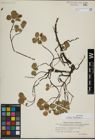 Foto von Salix herbacea L.